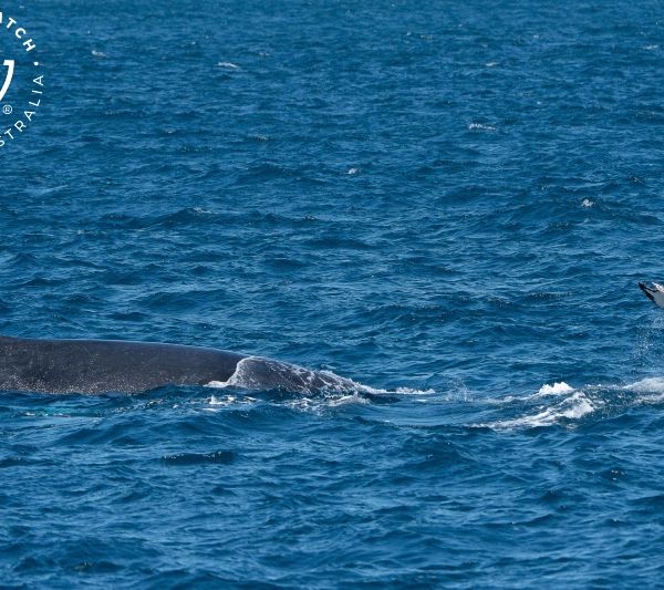 Whale Watch Western Australia