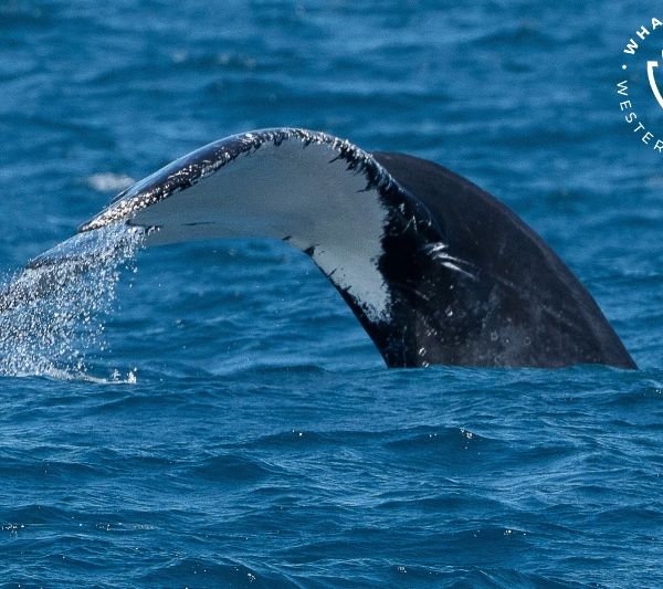 Whale Watch Western Australia