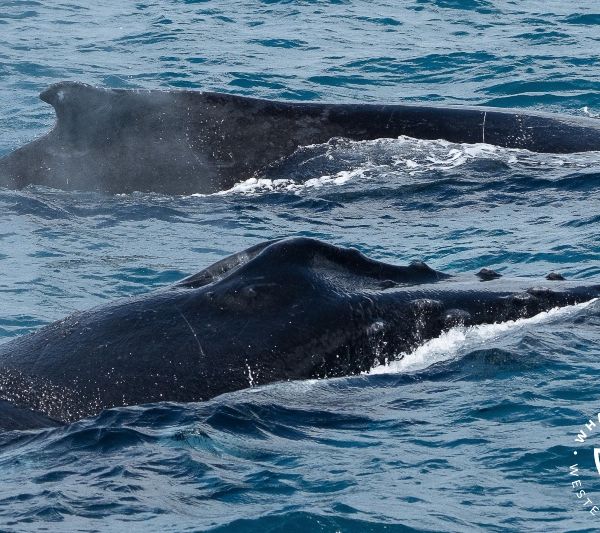 Whale Watch Western Australia