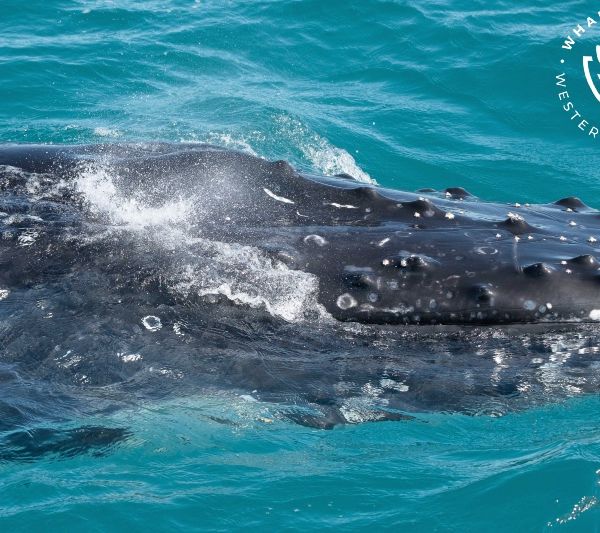 Whale Watch Western Australia
