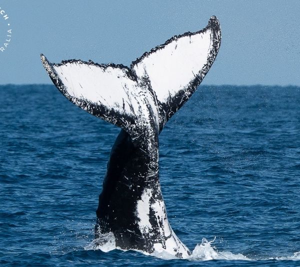 Whale Watch Western Australia