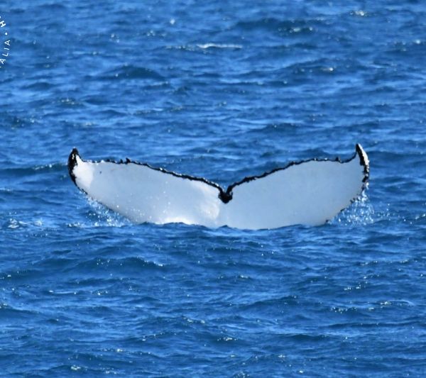 Whale Watch Western Australia
