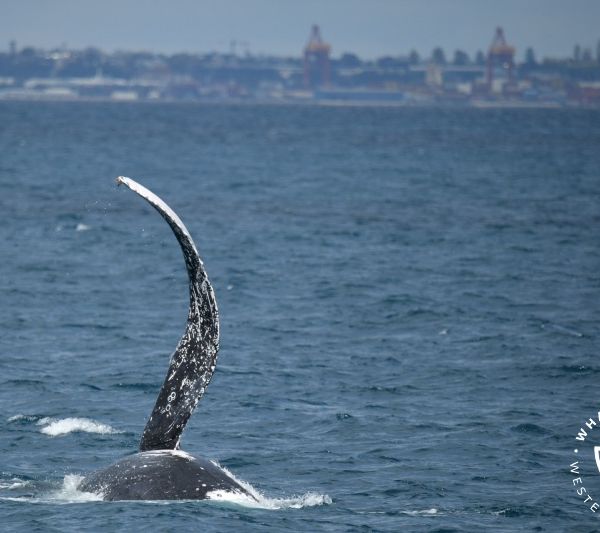 Whale Watch Western Australia