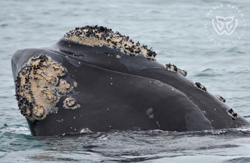 Whale Callosities | Whale Watch Western Australia