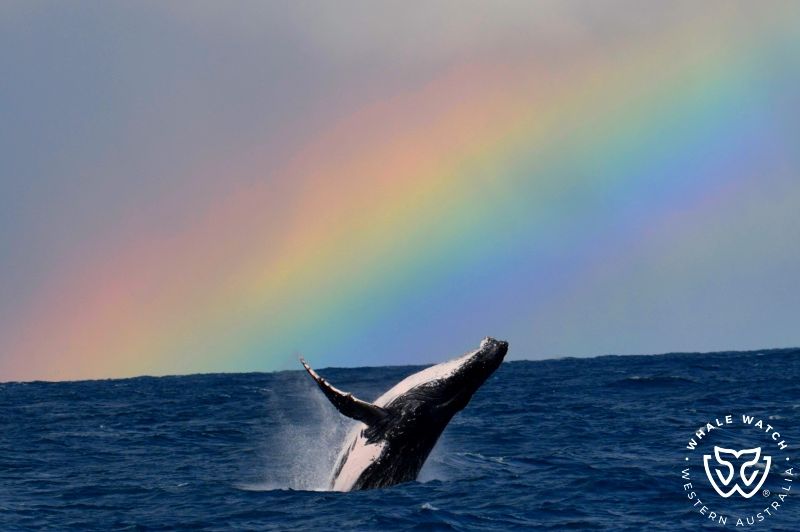 Whale Watch Western Australia
