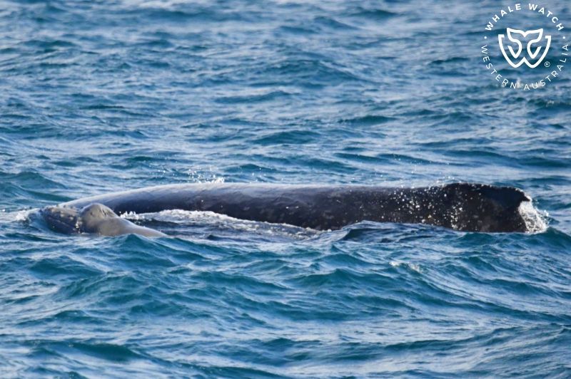 Whale Watch Western Australia