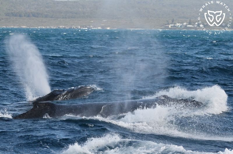 Whale Watch Western Australia