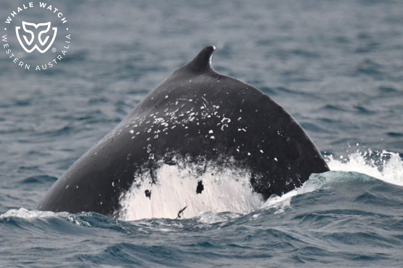 Whale Watch Western Australia