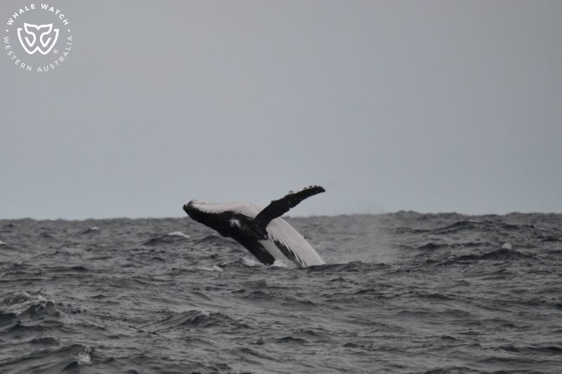 Whale Watch Western Australia