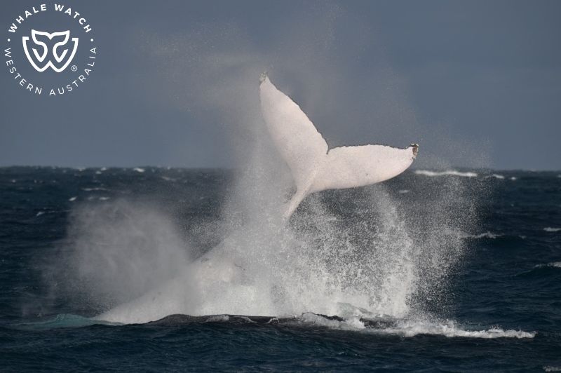 Whale Watch Western Australia