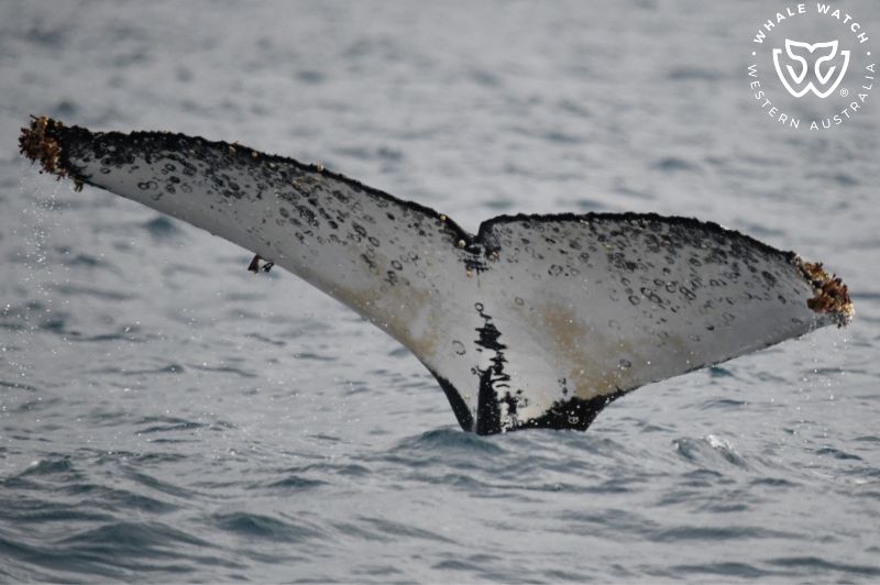 Whale Watch Western Australia