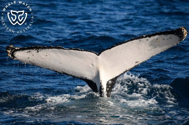 Whale Watch Western Australia