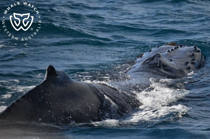 Whale Watch Western Australia