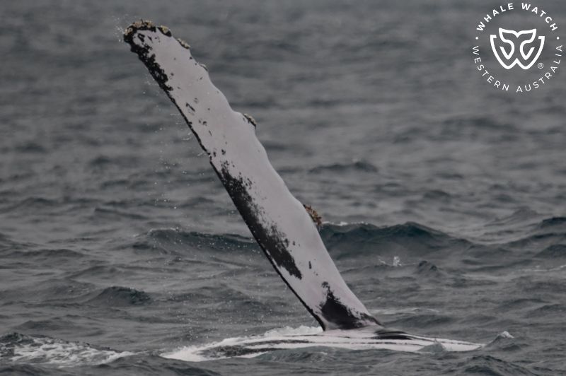 Whale Watch Western Australia