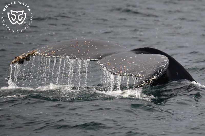 Whale Watch Western Australia