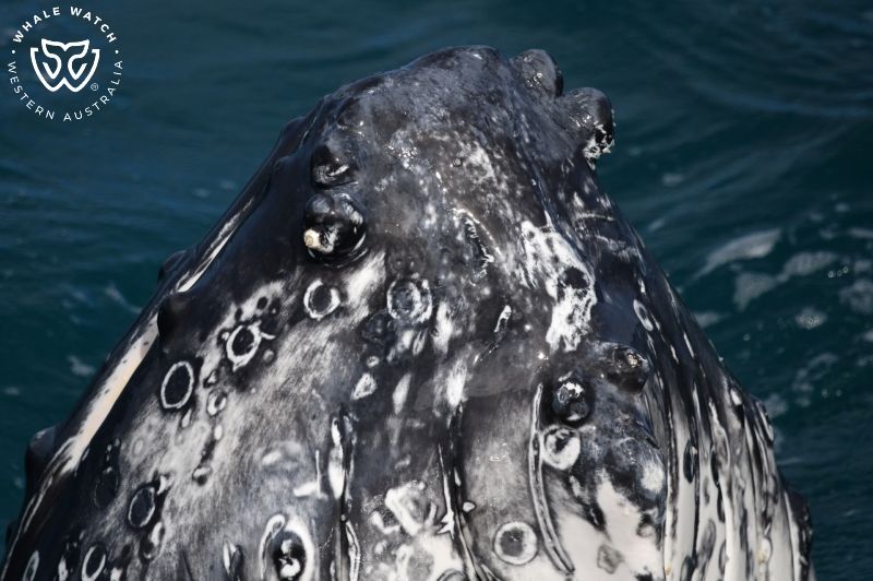 Whale Watch Western Australia