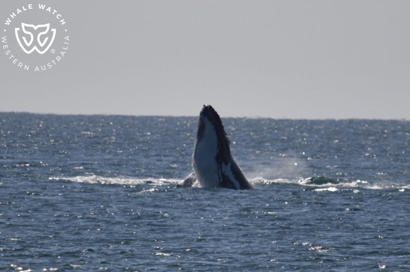 Whale Watch Western Australia
