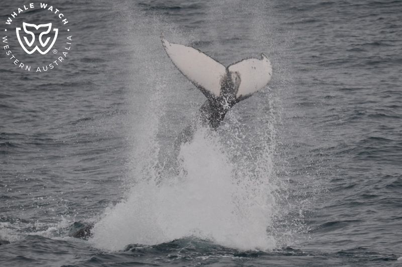 Whale Watch Western Australia