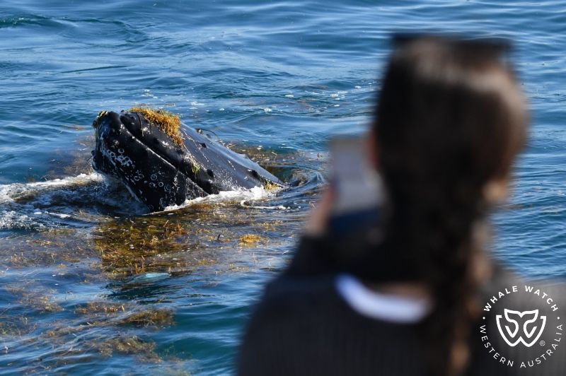 Whale Watch Western Australia