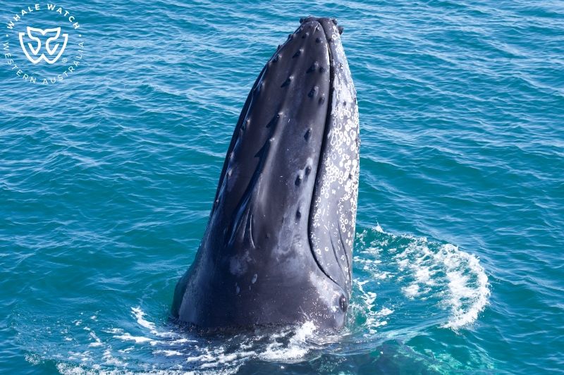 Whale Watch Western Australia