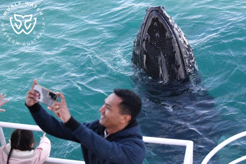 Whale Watch Western Australia