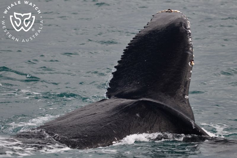 Whale Watch Western Australia