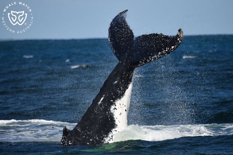 Whale Watch Western Australia