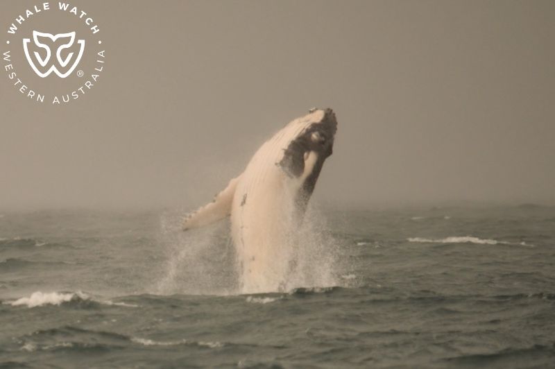 Whale Watch Western Australia