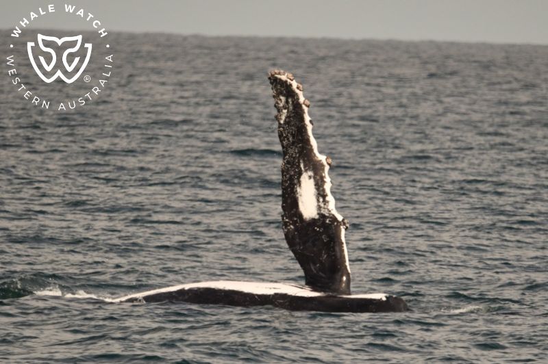 Whale Watch Western Australia