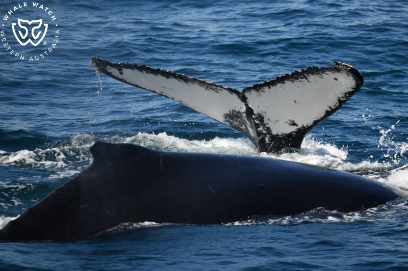 Whale Watch Western Australia
