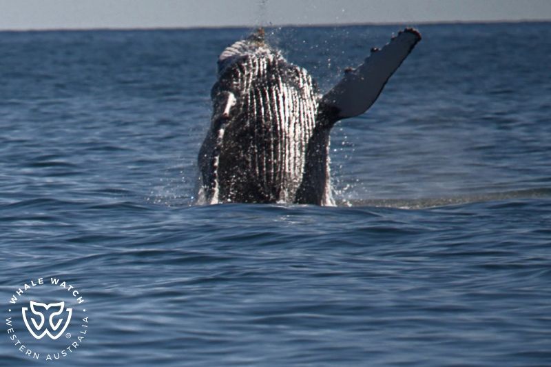 Whale Watch Western Australia