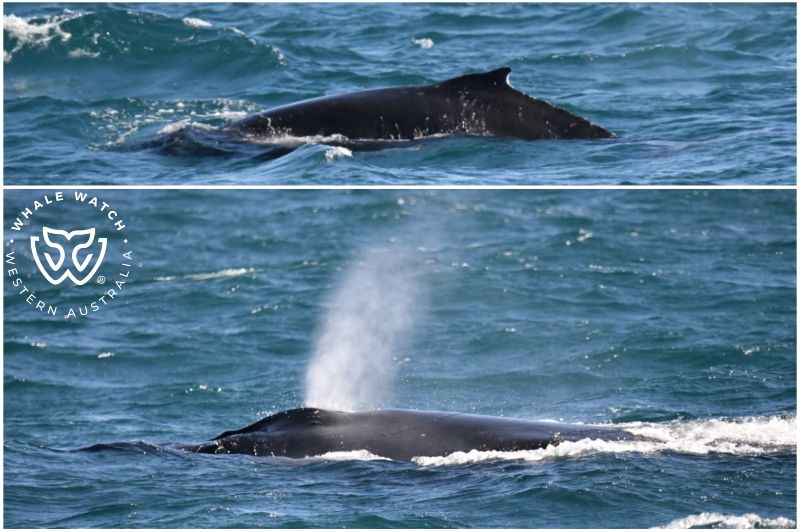 Whale Watch Western Australia