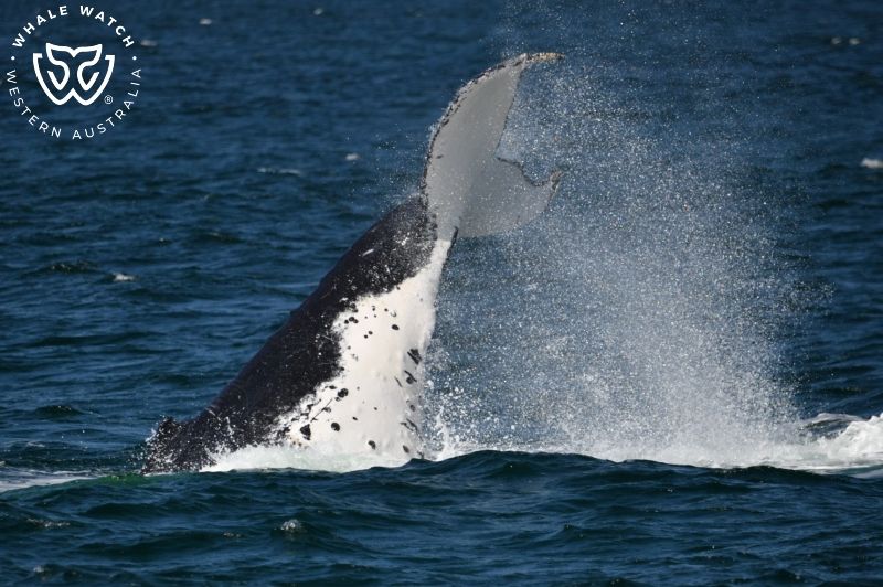 Whale Watch Western Australia