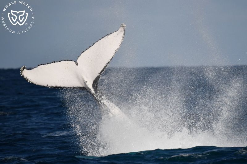 Whale Watch Western Australia