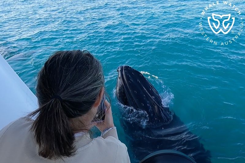 Whale Watch Western Australia