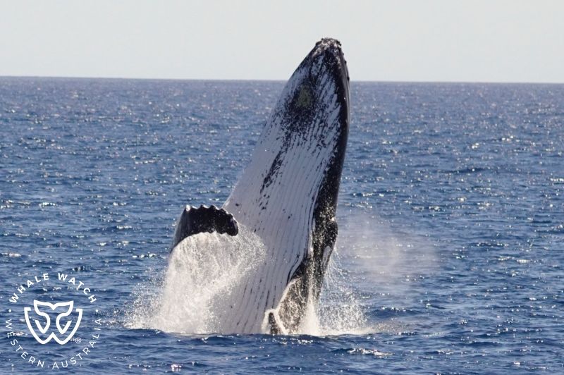 Whale Watch Western Australia