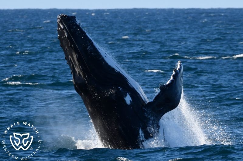 Whale Watch Western Australia