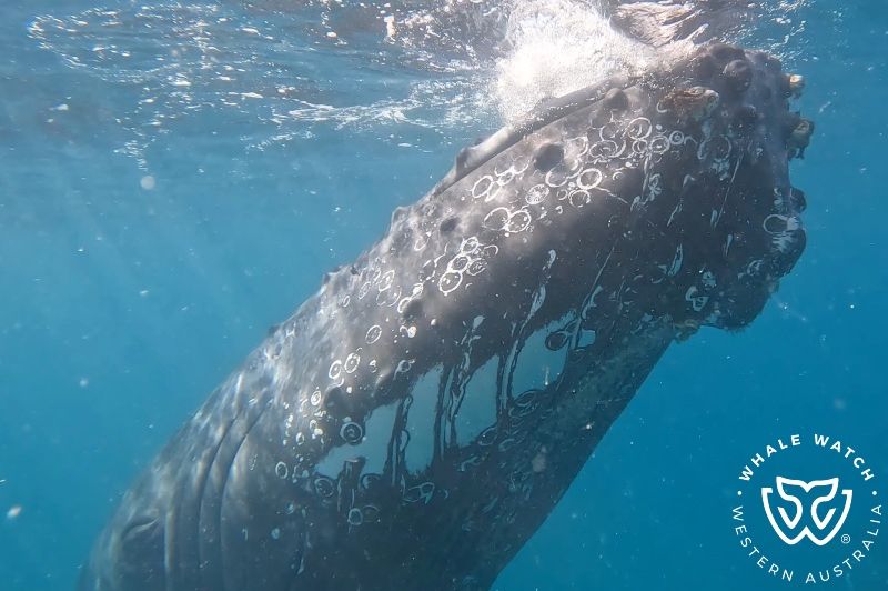 Whale Watch Western Australia