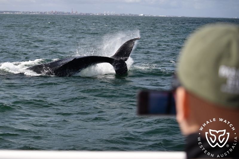 Whale Watch Western Australia