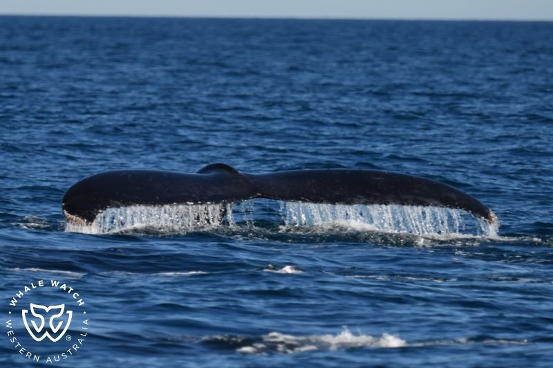 Whale Watch Western Australia