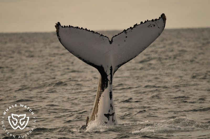 Whale Watch Western Australia