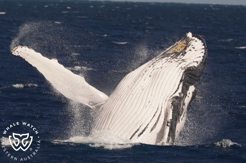 Whale Watch Western Australia