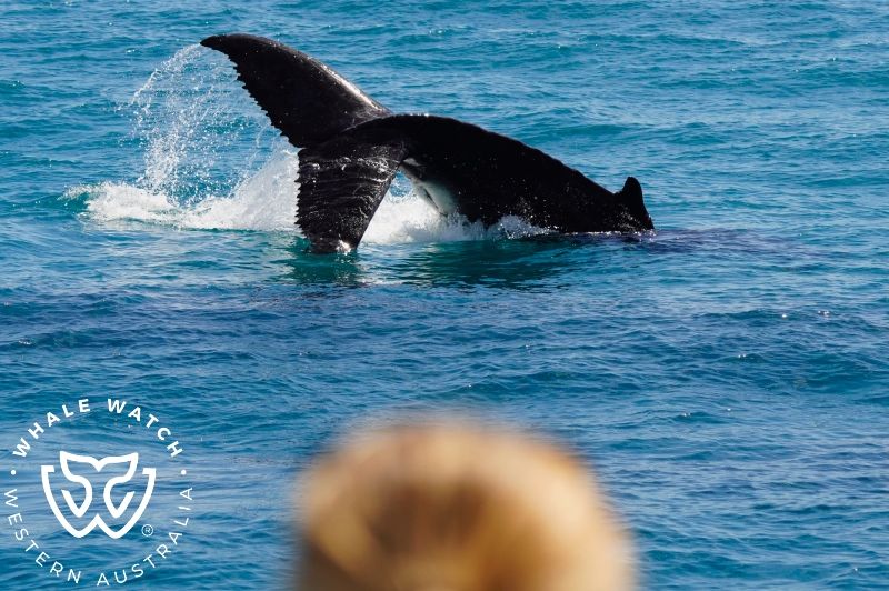 Whale Watch Western Australia