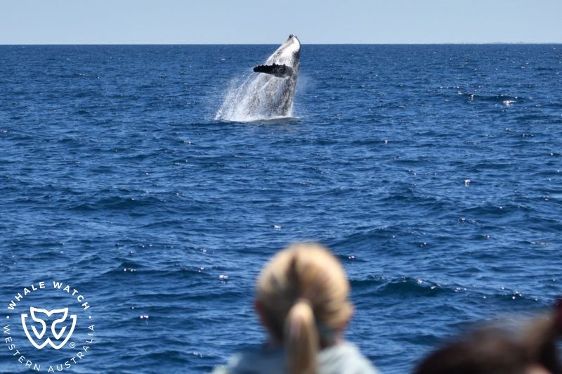 Whale Watch Western Australia