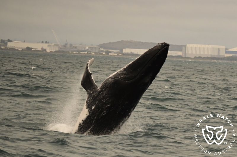 Whale Watch Western Australia