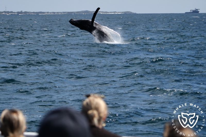 Whale Watch Western Australia