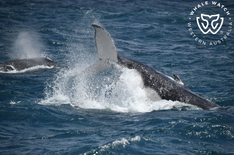 Whale Watch Western Australia