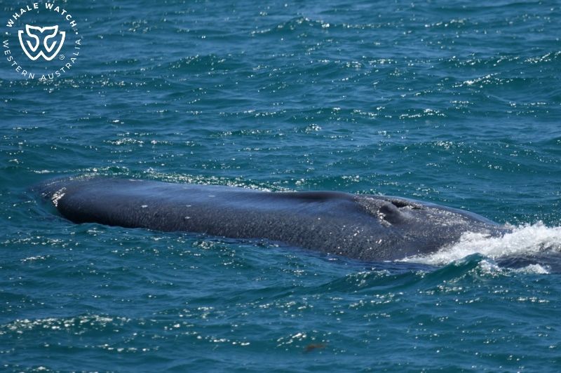 Whale Watch Western Australia