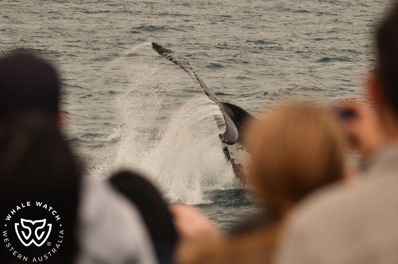 Whale Watch Western Australia