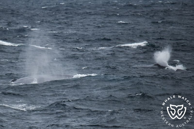 Whale Watch Western Australia